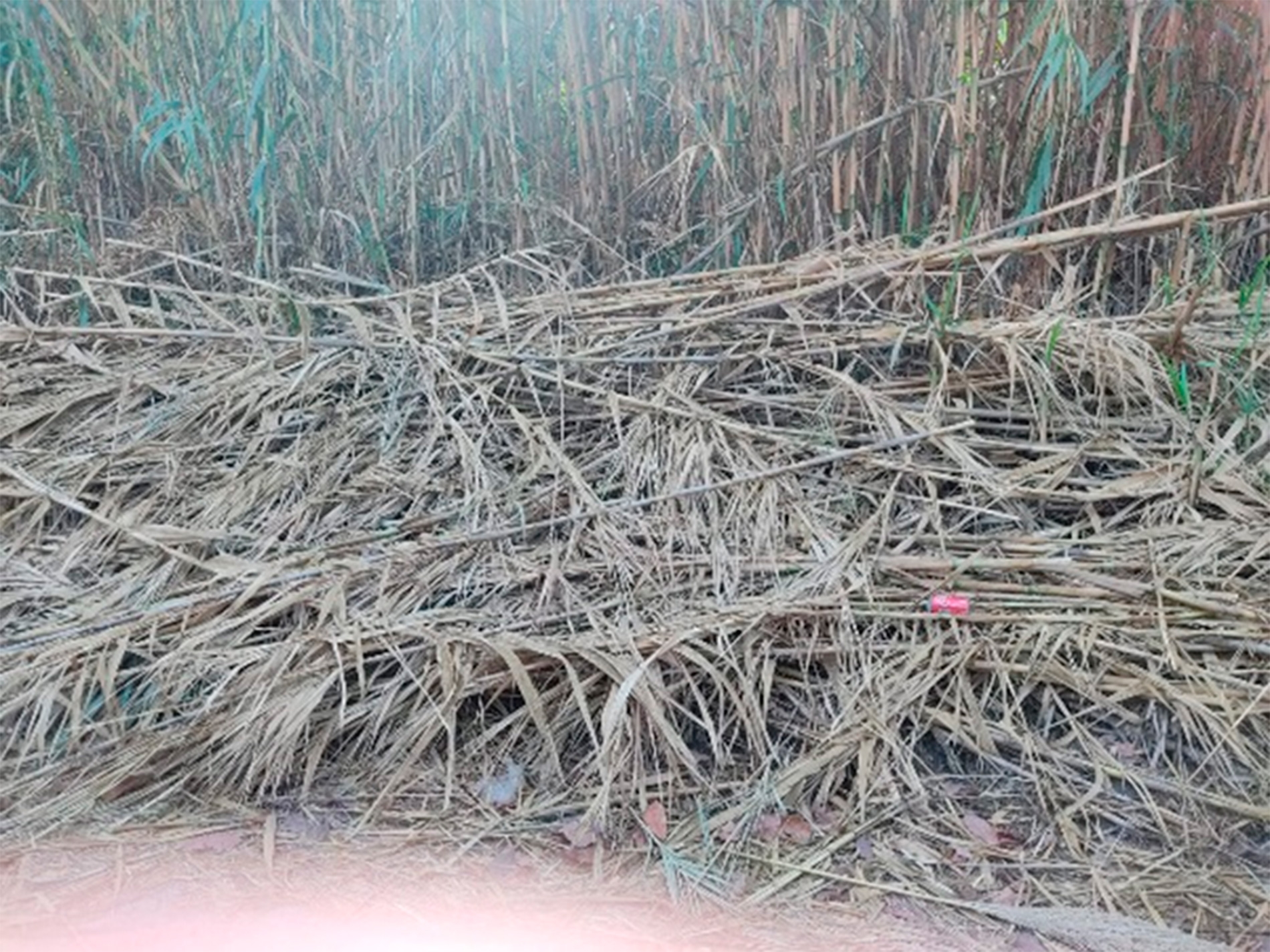 LOS VECINOS DE CAICILLOS LLEVAN MESES DENUNCIANDO EL ABANDONO DEL BARRIO.